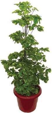 rvore da Felicidade Pote 19, Verde