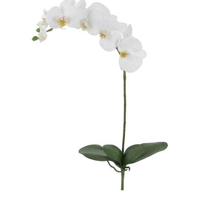 Haste Orquidea Phalaenopsis Real Toque X
