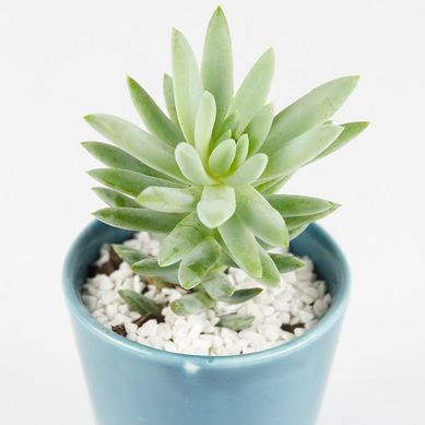 Suculenta Cermica Pote 9cm