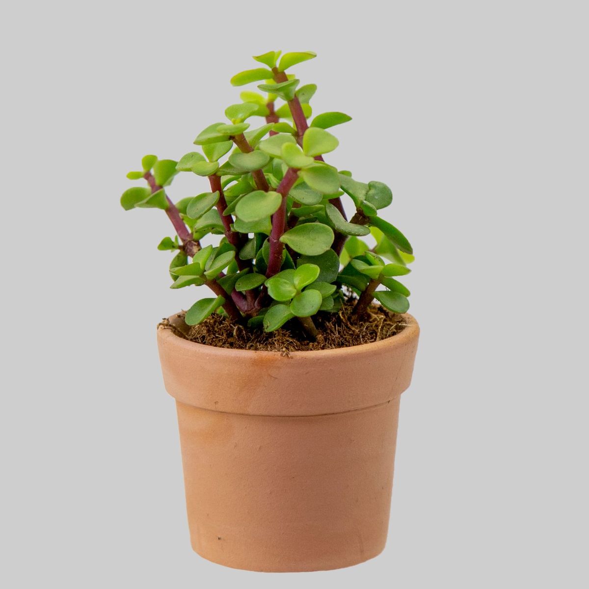 Suculenta Cerâmica Pote 9cm, marca Veiling Holambra - Foto 2