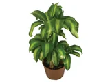 Dracena Massageana Pote 15