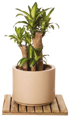 Arbusto Dracena Massageana Pote 30cm