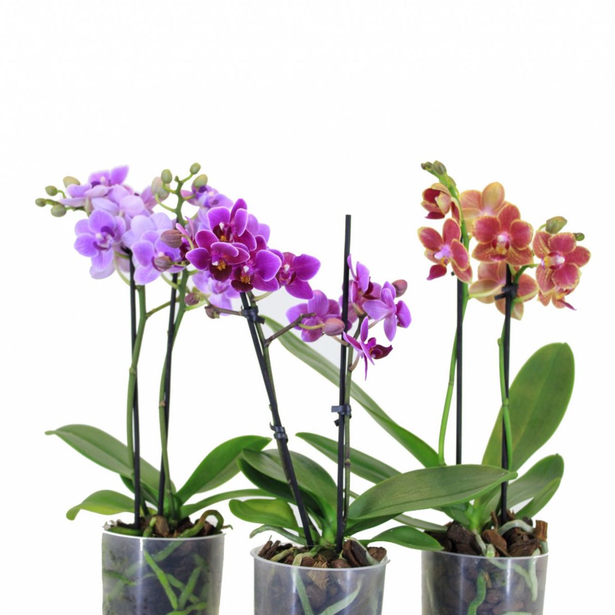 Orquídea Phalaenopsis Pote 09, marca Veiling Holambra - Foto Principal