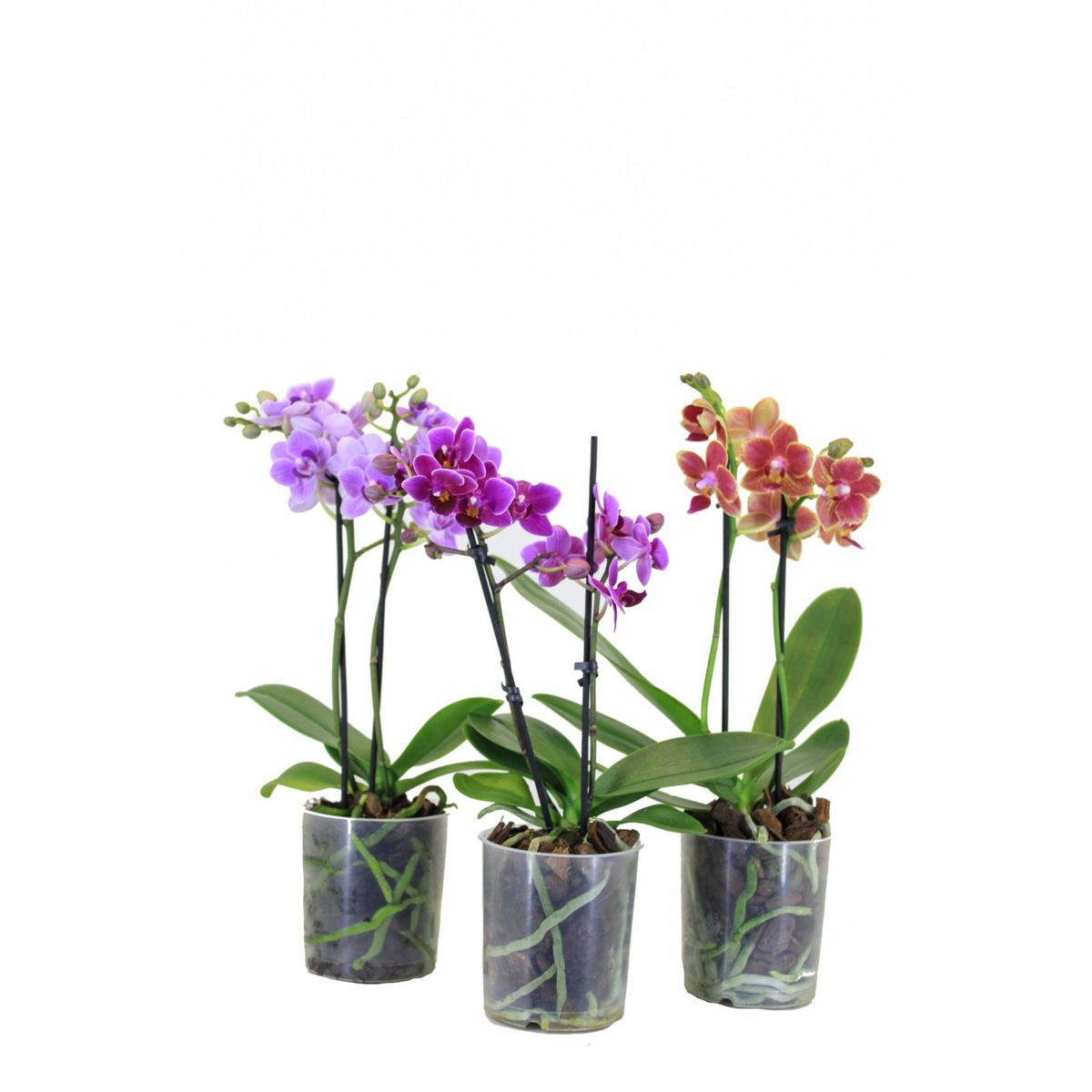 Orquídea Phalaenopsis Pote 09, marca Veiling Holambra - Foto Principal