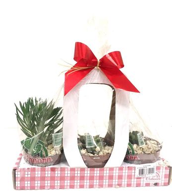 Kit de Suculentas 3 Unidades Pote 11