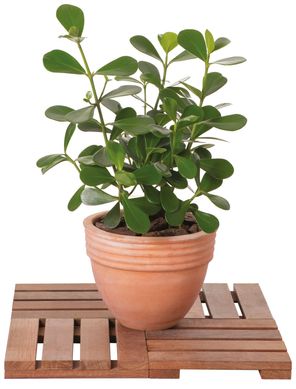 Planta Clsia Pt 24 Verde