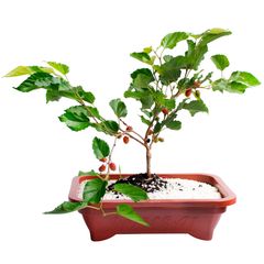 Bonsai 6 a 10 anos