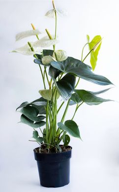 Anthurium Sumy Pote 17