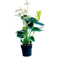 Anthurium Sumy Pote 17