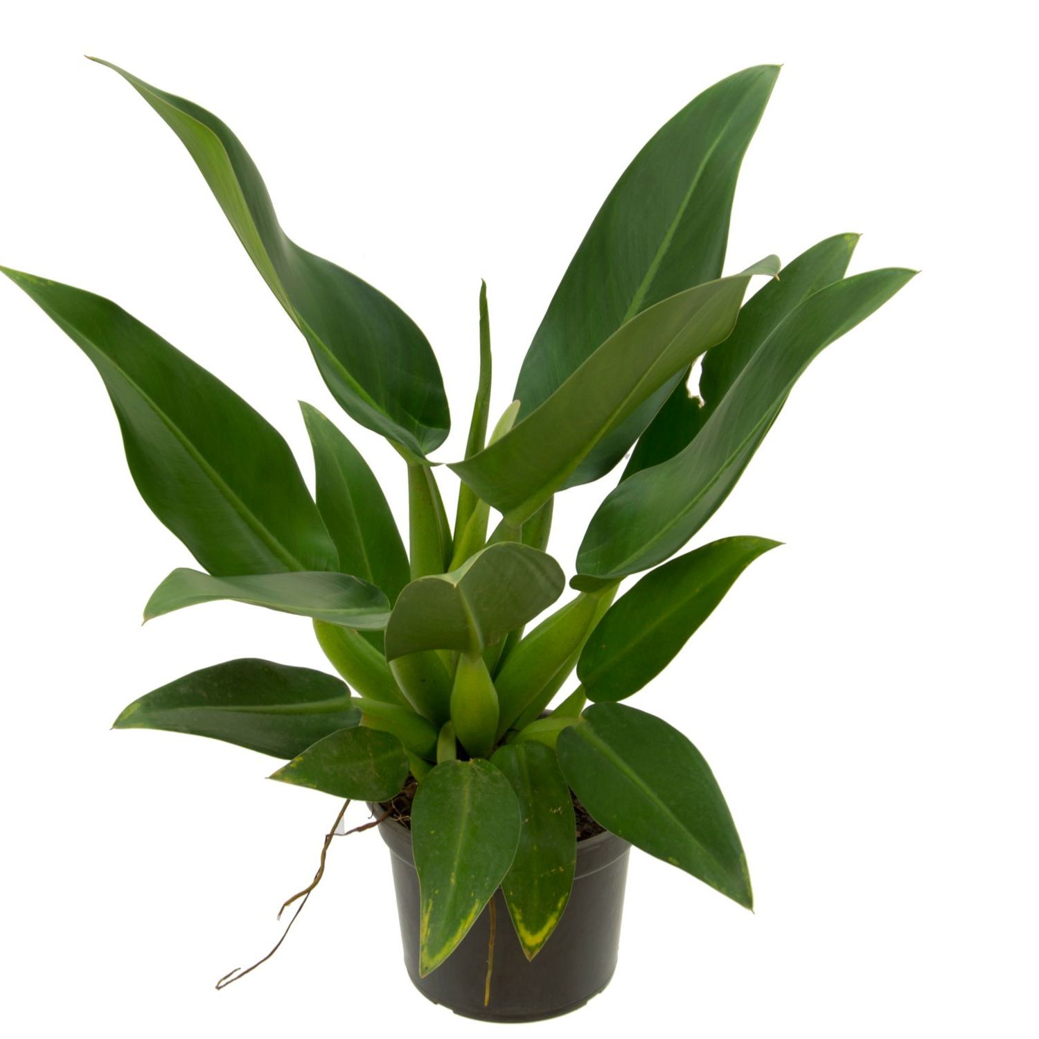 rubber tree plant 4