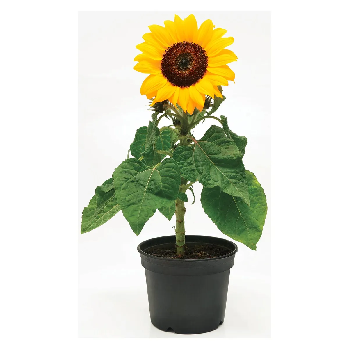 Girassol Pote 15 36x15cm Amarelo, marca Veilling Holambra - Foto Principal