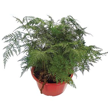 Renda Francesa Cuia 25 