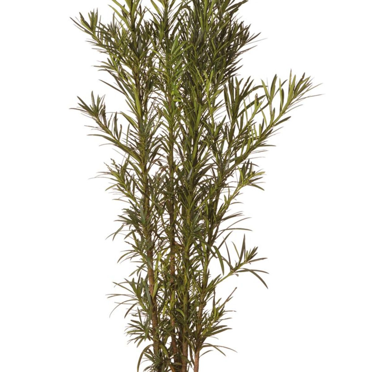 Podocarpus Planta Verde, marca Veiling Holambra - Foto Principal