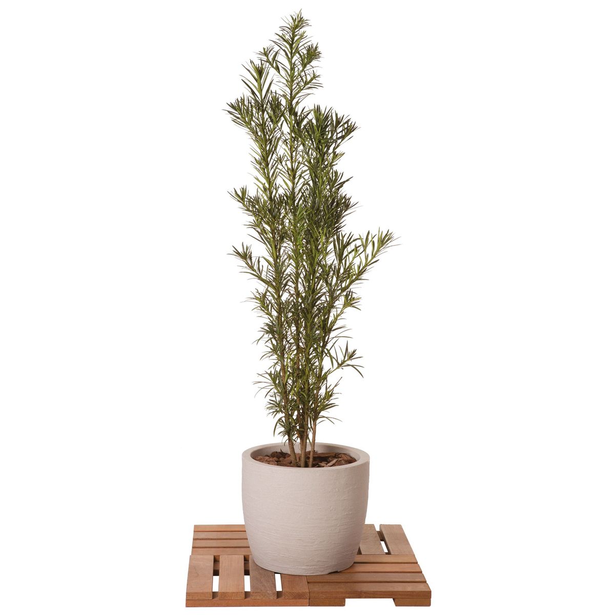 Podocarpus Planta Verde, marca Veiling Holambra - Foto Principal