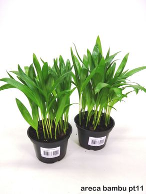 Areca Bambu Pote 11 