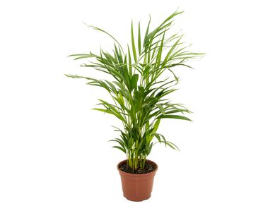 Areca Bambu Pote 17
