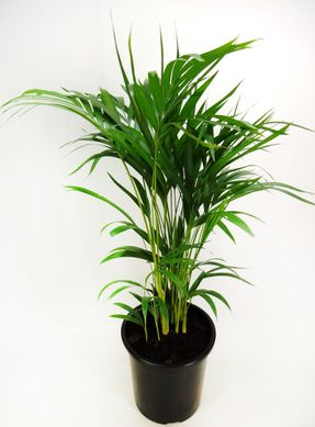 Areca Bambu Pote 24
