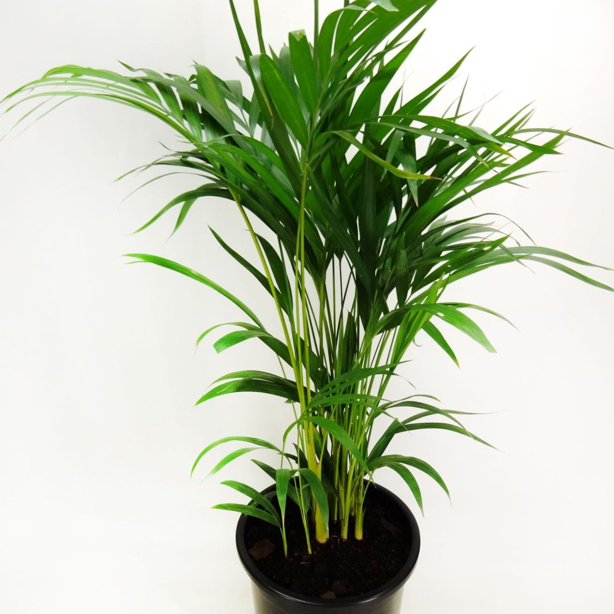 Areca Bambu Pote 24, marca Veiling Holambra - Foto 2