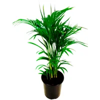 Areca Bambu Pote 24