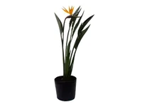 Strelitzia