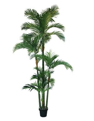 Promocional Areca Bambu Pt 11 Verde