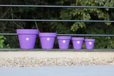 Vaso Bari 12 Violeta