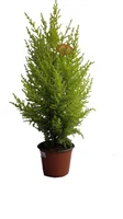 Tuia Holandesa Pote 11 Planta Natural