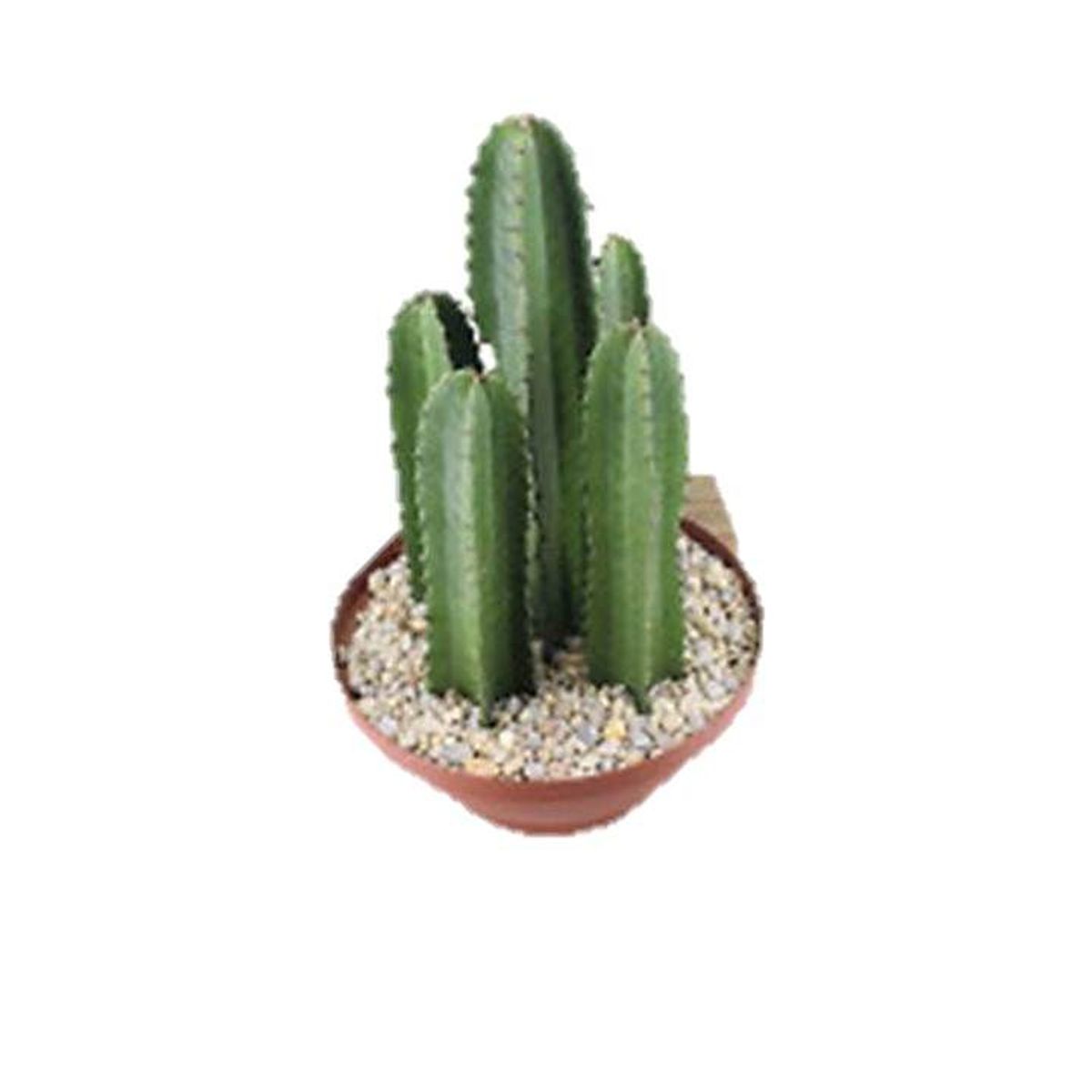 Cacto Mandacaru Cuia 32 Planta Natural, marca Timlog - Foto Principal