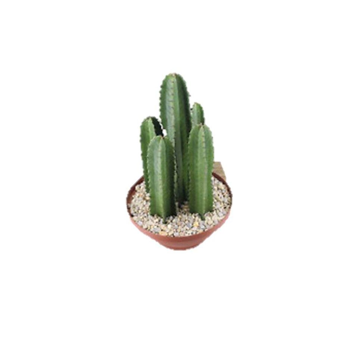 Cacto Mandacaru Cuia 32 Planta Natural, marca Timlog - Foto Principal