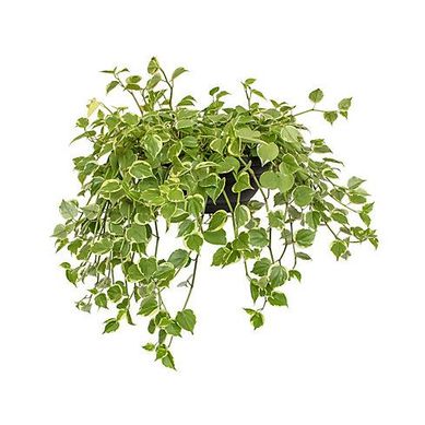 Peperomia Scandens Cuia 32