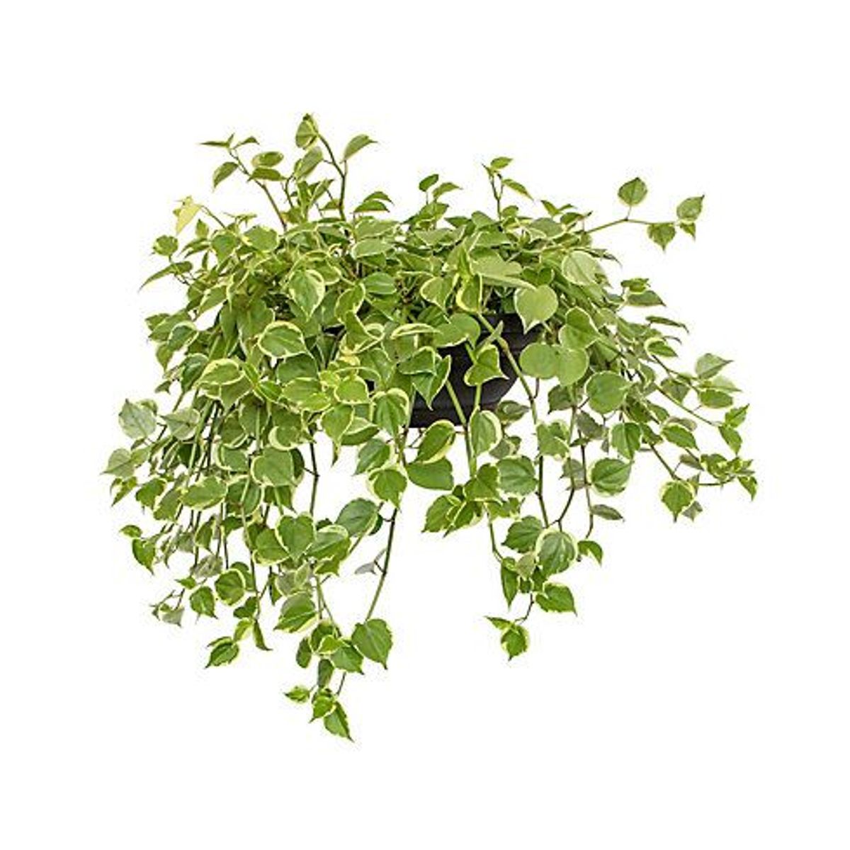 Peperômia Scandens Cuia 32 Planta Natural, marca Timlog - Foto Principal