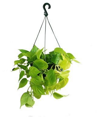 Plantas Verdes Pendentes Diversas Cuia 25