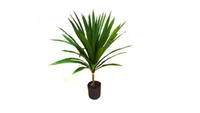 Dracena Arbórea 80cm Planta Natural