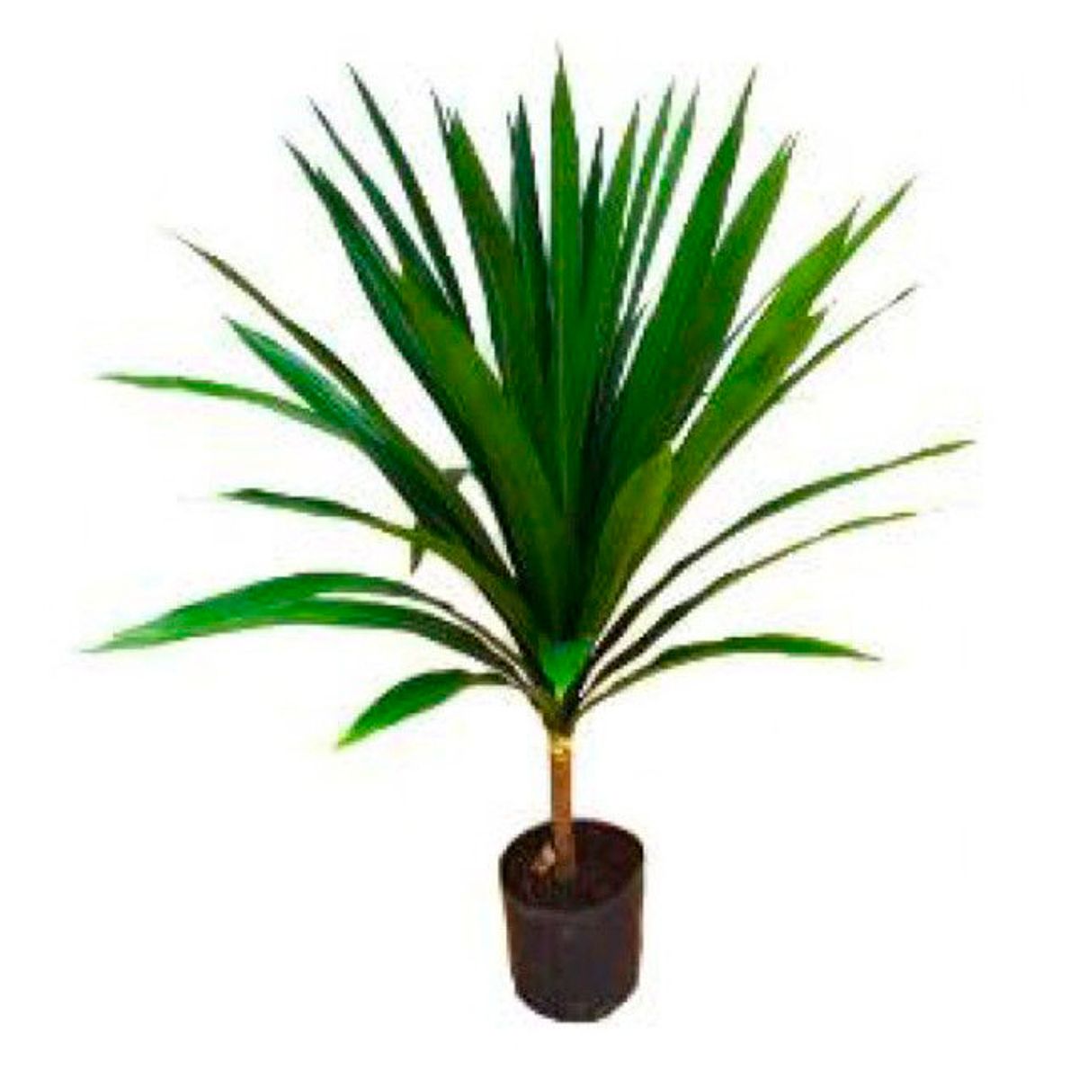 Dracena Arbórea 80cm Planta Natural, marca Timlog - Foto Principal