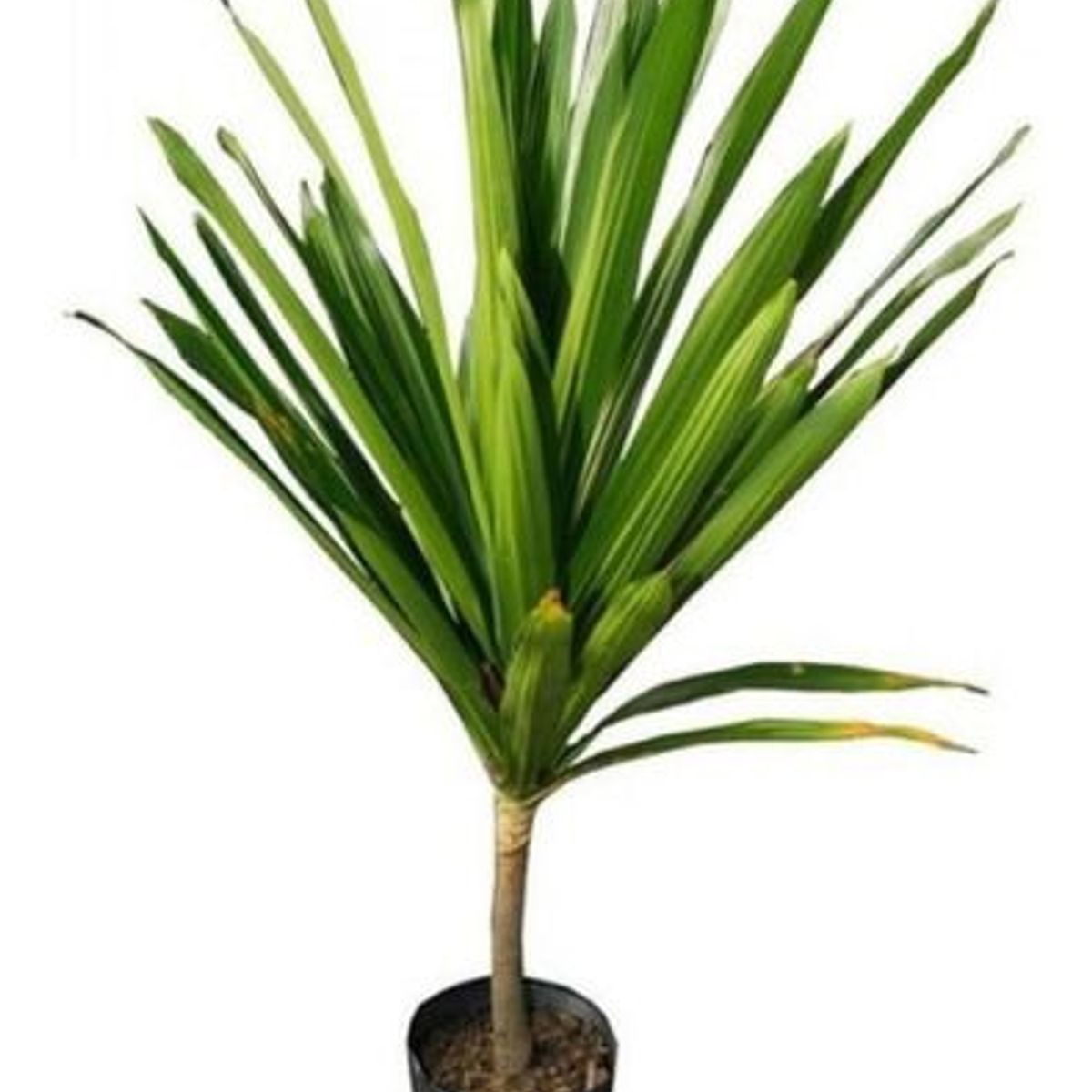 Dracena Arbórea 80cm Planta Natural, marca Timlog - Foto 2
