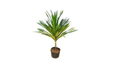 Dracena Arbrea 1,20m