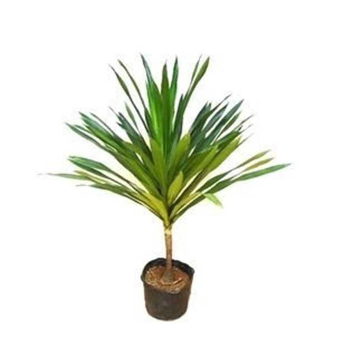 Dracena Arbórea 1,20m Planta Natural, marca Timlog - Foto Principal