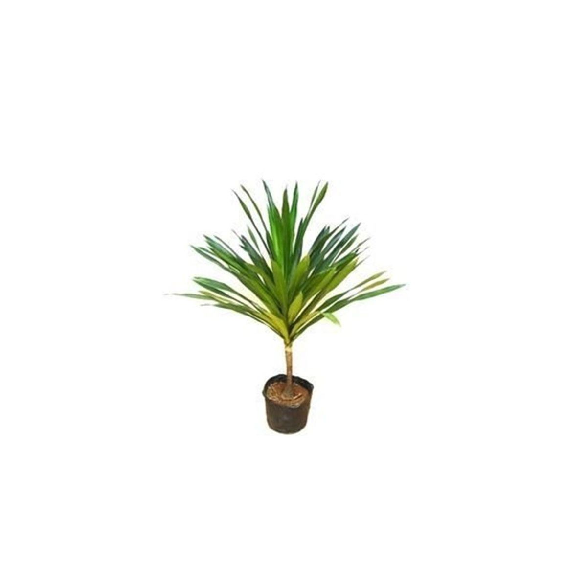 Dracena Arbórea 1,20m Planta Natural, marca Timlog - Foto Principal