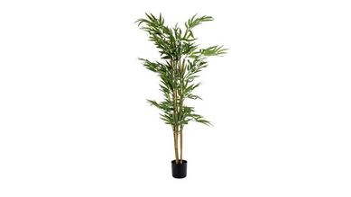 Palmeira Areca Bambu Dypsis Lutescens Planta Natural