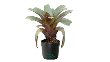 Bromlia Imperial Grande