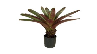Bromlia Imperial Pequena