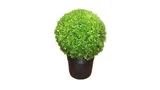 Arbusto Buxinho Pote 35 Planta Natural