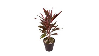 Cordeline 50cm