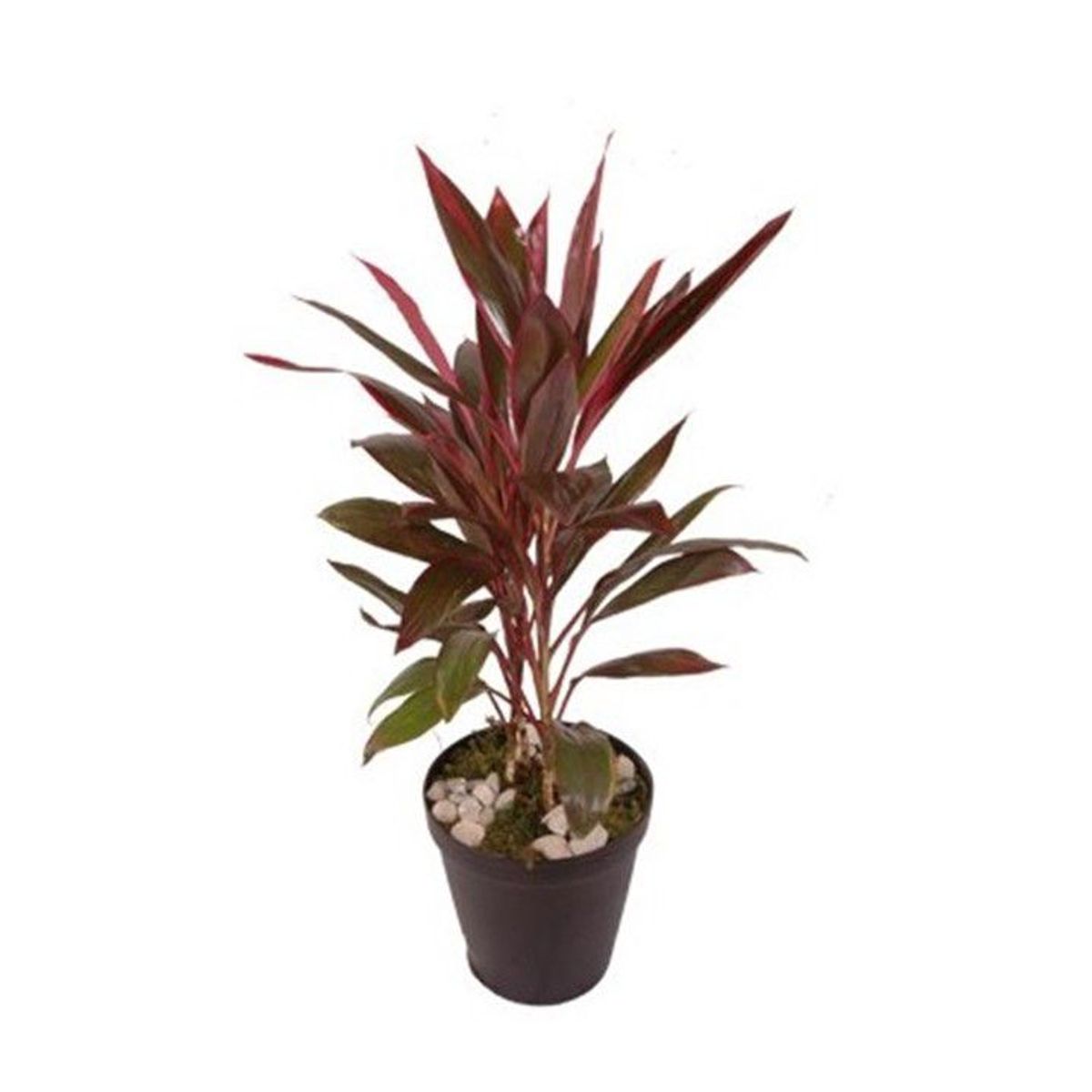 Cordyline 50cm Planta Natural, marca Timlog - Foto Principal