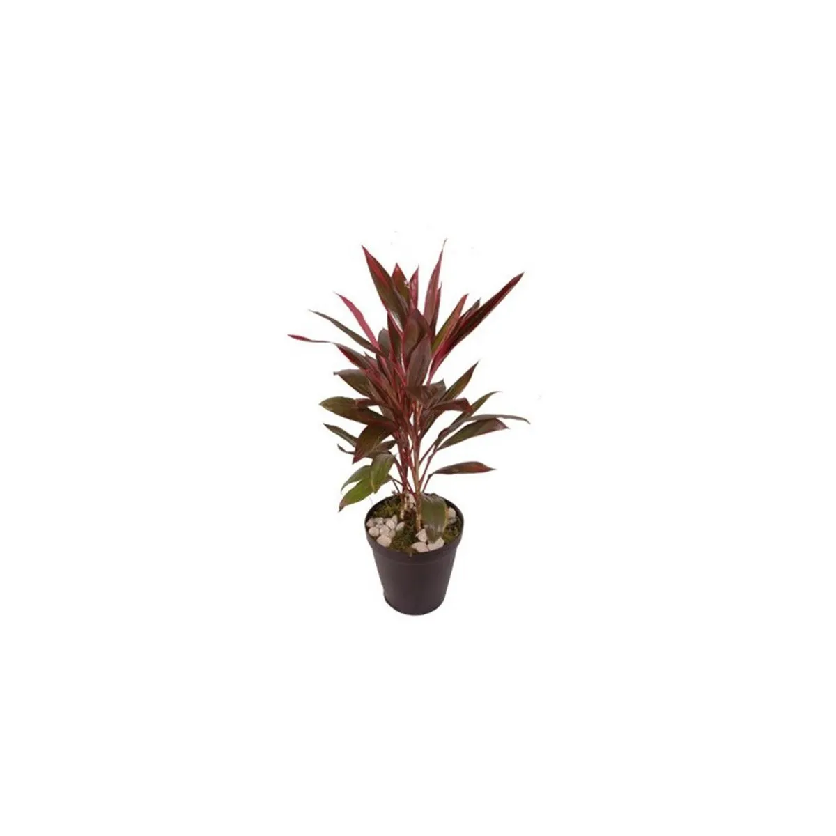 Cordyline 50cm Planta Natural, marca Timlog - Foto Principal