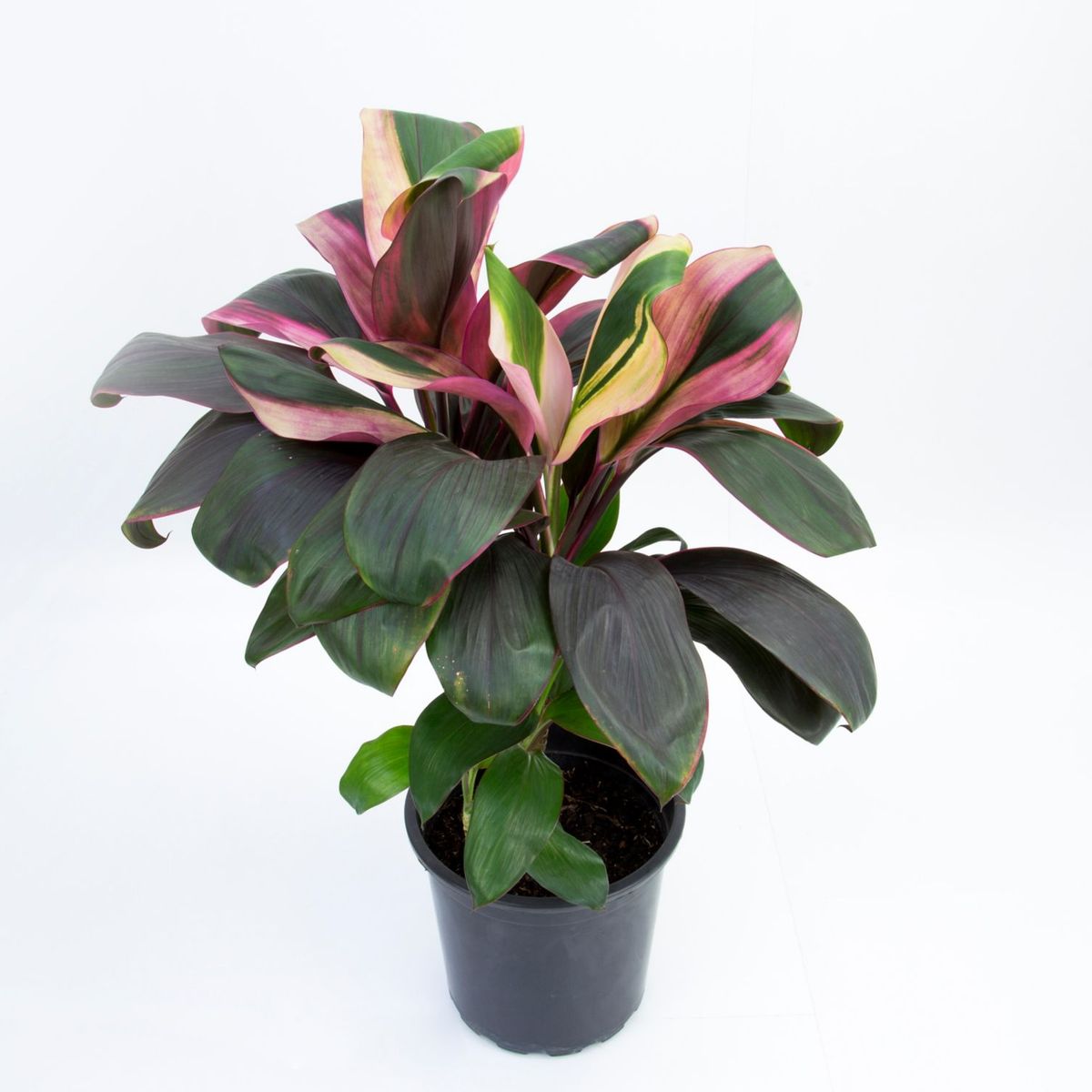 Cordyline 50cm Planta Natural, marca Timlog - Foto 2