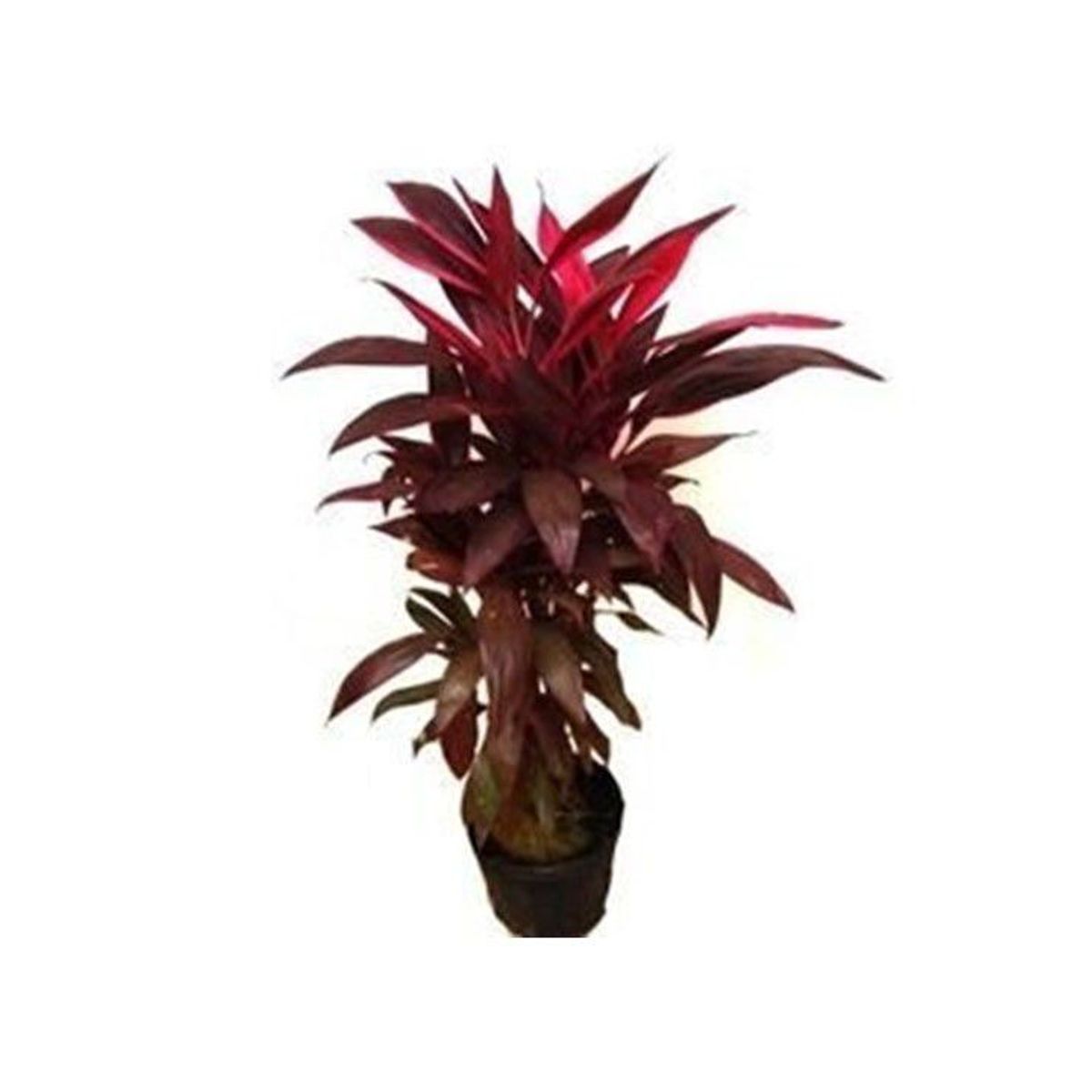 Cordyline 1 metro Planta Natural, marca Timlog - Foto 2