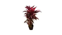 Cordyline 1 metro Planta Natural