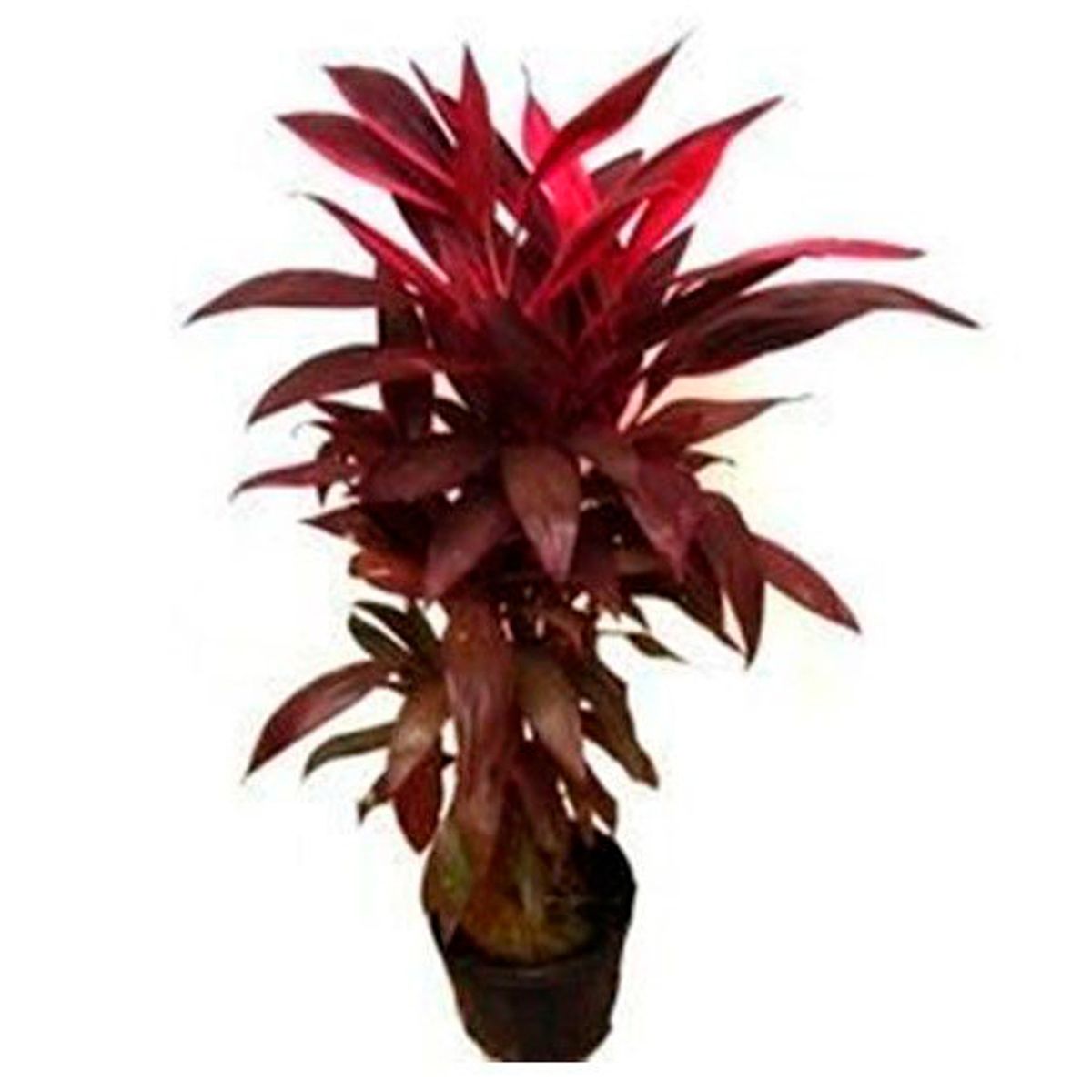 Cordyline 1 metro Planta Natural, marca Timlog - Foto Principal