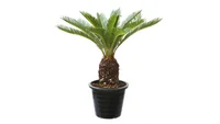 Cycas 35cm Planta Natural